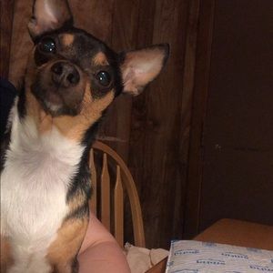 Meet your Posher, Dawn